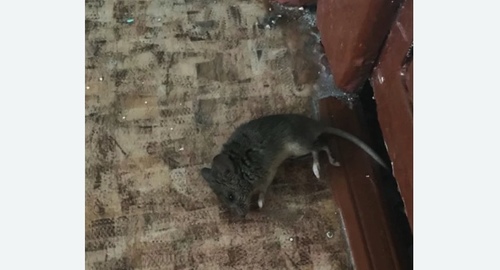 Дезинфекция от мышей в Верещагино